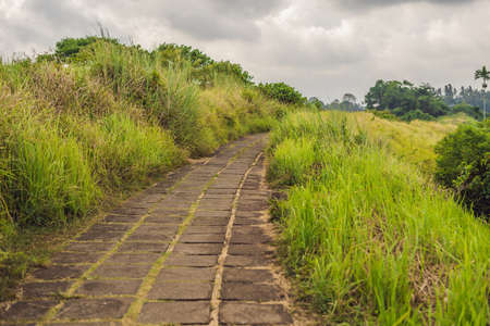 Campuhan Ridge Walk , Scenic Green Valley in Ubud Baliの写真素材