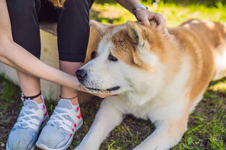 Japanese dog Akita inu portrait with young woman outdoorsの写真素材