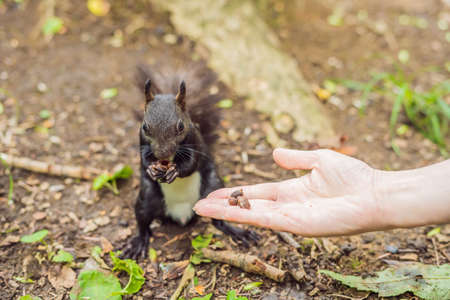 Feeding the squirrel in the autumn park.の写真素材