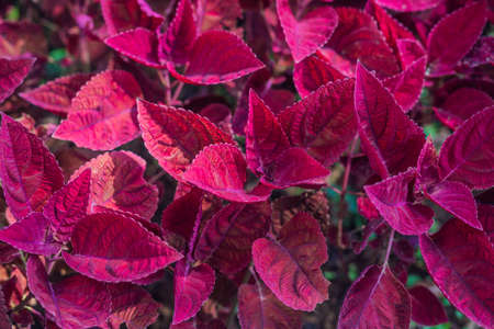 Fresh tropical red leaves  in the evening sunの写真素材