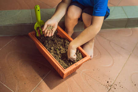 Little cute boy sows seeds in a flower pot in the garden.の写真素材