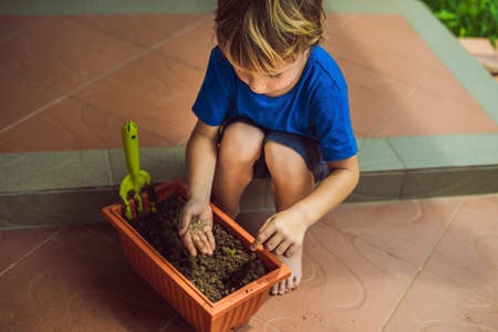 Little cute boy sows seeds in a flower pot in the gardenの写真素材