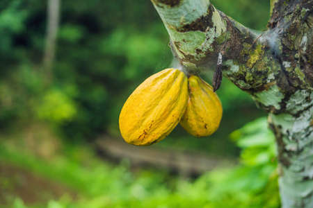 Harvest of cacao pods in natural farm plantation