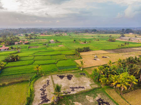 Aerial top view photo from flying drone of green rice fields in countryside Land with grown plants of paddy. Bali, Indonesiaの写真素材