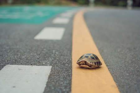 turtle walking down a track for running in a concept of racing or getting to a goal no matter how long it takesの写真素材