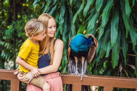 Happy family mom and son watching peacock in the parkの写真素材