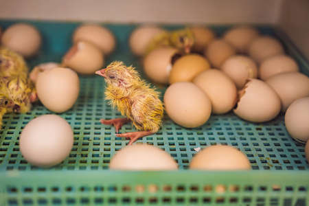 Large group of newly hatched chicks on a chicken farm