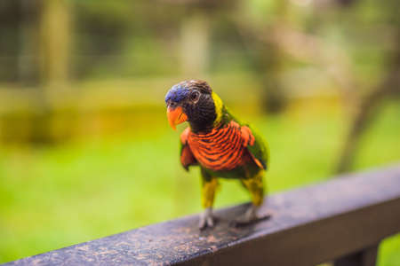 Colorful portrait of Amazon macaw parrot against jungle. Side view of wild parrot on green...