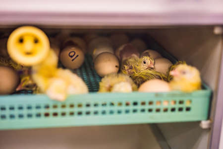 Large group of newly hatched chicks on a chicken farm