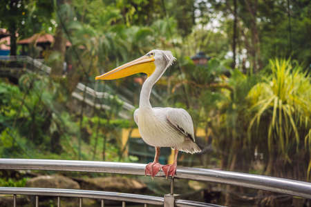 Great white pelican also known as the eastern white pelican, rosy pelican or white pelican Pelecanus onocrotalusの写真素材