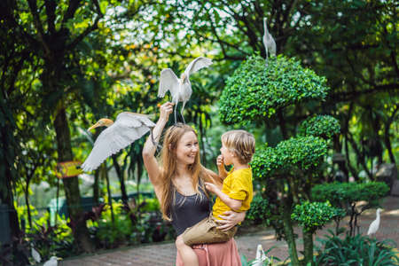 Mother and son feeding ibes in the park. Little Egret Cattle egret Bubulcus ibis Waters Edge. Family spends time in the park togetherの写真素材
