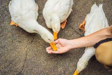 Human hand feeding wild duck, close-up with selective focus
