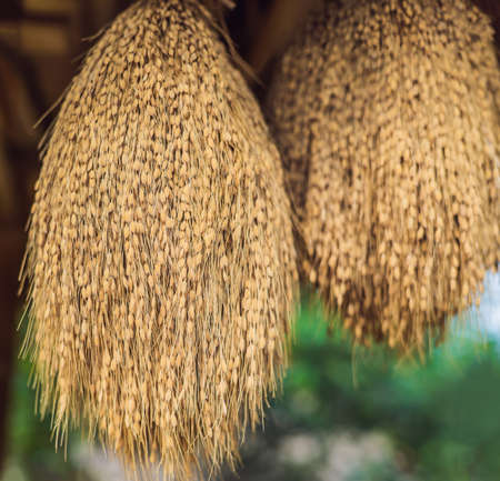 Raw rice grain. Organic food background. Ear of rice or ear of paddy. Golden spike rice. Field with bundle of rice on the field. Dried straw under the sunlight of harvest season. Harvesting timeの写真素材