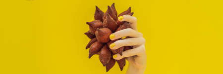 Hand with a yellow manicure holding a ripe salak on a yellow background. BANNER, LONG FORMAT