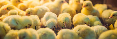 Large group of newly hatched chicks on a chicken farm. BANNER, LONG FORMATの写真素材