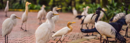 Little Egret Cattle egret Bubulcus ibis Waters Edge. BANNER, LONG FORMATの写真素材