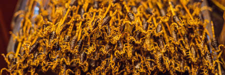 Fried scorpions in Wangfujing night market of Beijing, China. BANNER, LONG FORMATの写真素材
