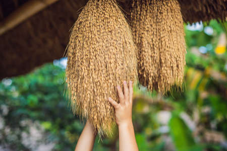 Raw rice grain. Organic food background. Ear of rice or ear of paddy. Golden spike rice. Field with...