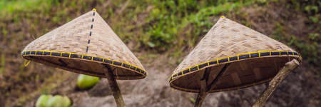 Balinese traditional straw hat in rice field BANNER, long formatの写真素材