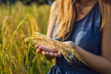 A woman and a ripe harvest of rice. Rice porridge, rice flakes, rice flour
