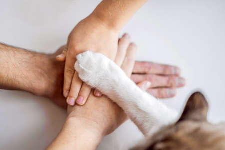 The hands of the family and the furry paw of the cat as a team. Fighting for animal rights, helping...