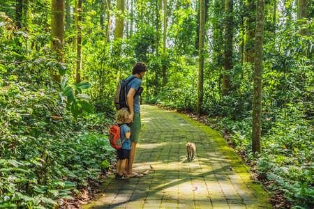 Dad and son travelers discovering Ubud forest in Monkey forest, Bali Indonesia. Traveling with children conceptの写真素材