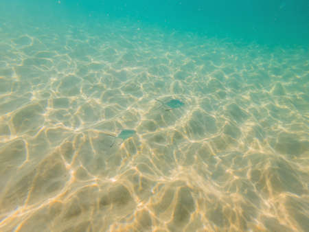 Many fish, anemonsand sea creatures, plants and corals under water near the seabed with sand and...
