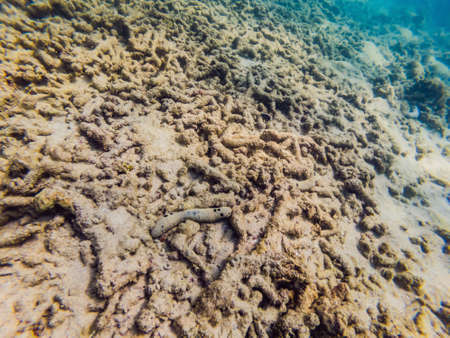 Many fish, anemones and sea creatures, plants and corals under water near the seabed with sand and...