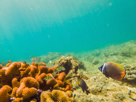 Many fish, anemones and sea creatures, plants and corals under water near the seabed with sand and stones in blue and purple colors seascapes, views, sea lifeの写真素材