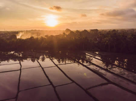 The rice fields are flooded with water. Flooded rice paddies. Agronomic methods of growing rice in...