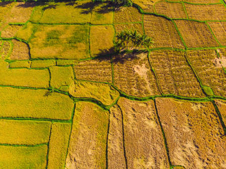 Photo from drone, rice harvesting by local farmersの写真素材
