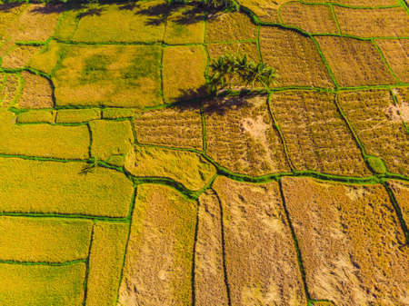 Photo from drone, rice harvesting by local farmers