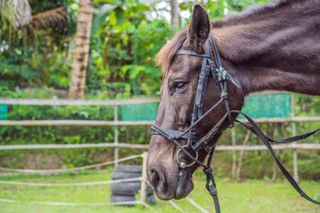 White horses black and white art portraitの写真素材