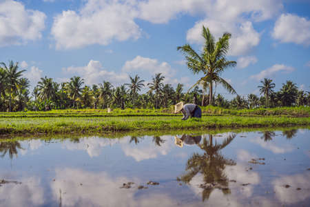 The Farmer planting on the organic paddy rice farmlandの写真素材