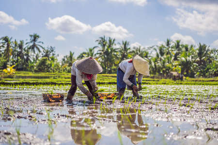 The Farmer planting on the organic paddy rice farmlandの写真素材