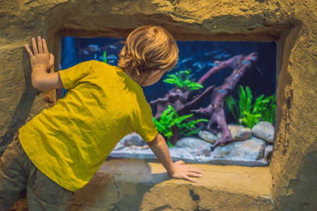 Little boy, kid watching the shoal of fish swimming in oceanarium, children enjoying underwater life in Aquariumの写真素材