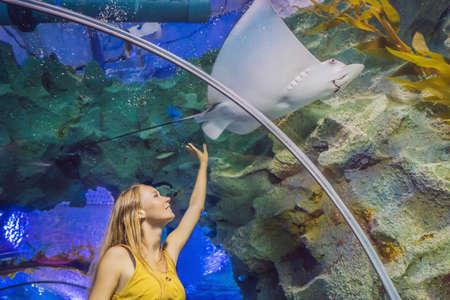 Young woman touches a stingray fish in an oceanarium tunnelの写真素材