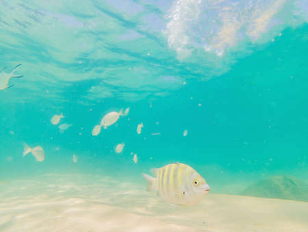 Beautiful tropical fish on the white sand beach