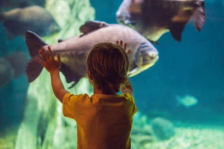 Little boy, kid watching the shoal of fish swimming in oceanarium, children enjoying underwater life in Aquariumの写真素材