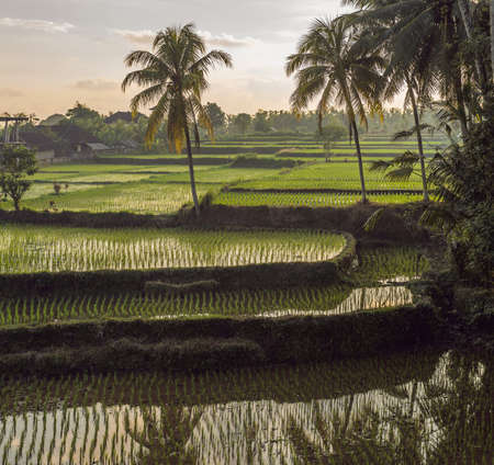 Rice field in sunrise time for background