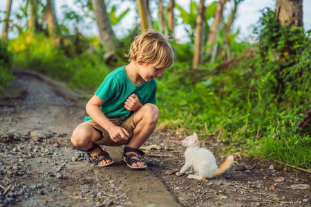 Little boy and little kitten playing outsideの写真素材