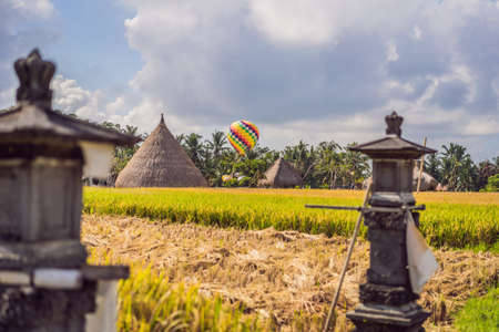 hot air balloon over the green paddy field. Composition of nature and blue sky backgroundの写真素材