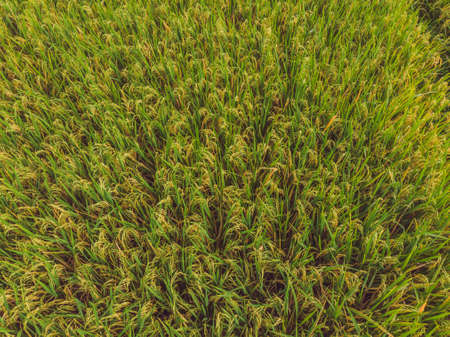 Image of beautiful Terraced rice field in water season and Irrigation from drone,Top view of rices paddyの写真素材