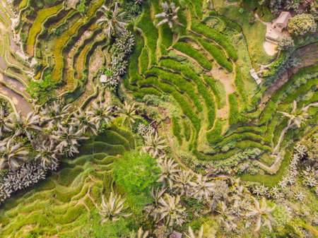 Rice Terrace Aerial Shot. Image of beautiful terrace rice fieldの写真素材