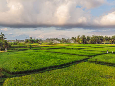 Rice Terrace Aerial Shot. Image of beautiful terrace rice field