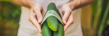 BANNER, LONG FORMAT Eco-friendly product packaging concept. Cucumber wrapped in a banana leaf, as an alternative to a plastic bag. Zero waste concept. Alternative packagingの写真素材