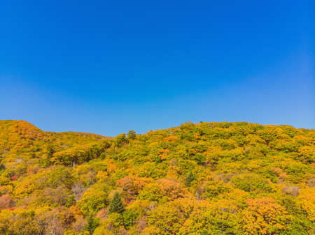 Aerial top down view of autumn forest with green and yellow trees. Mixed deciduous and coniferous forest. Beautiful fall sceneryの写真素材