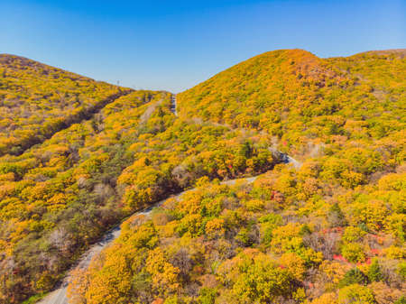 Aerial view of road in beautiful autumn forest at sunset. Beautiful landscape with empty rural road, trees with red and orange leaves. Highway through the park. Top view from flying drone. Natureの写真素材