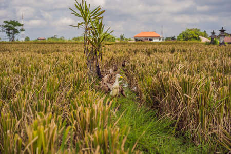 Group of ducks on side of rice fields in Baliの写真素材