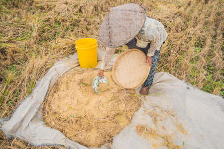 Indonesian farmer man sifting rice in the fields of Ubud, Bali. A common practice done in rural China, Vietnam, Thailand, Myanmar, Philippines.の写真素材